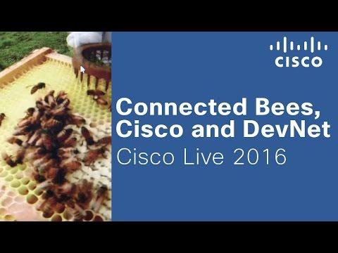 Connected Bees, Cisco And DevNet At Cisco Live 2016