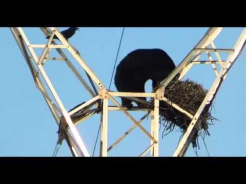Bear Climbs Tower To Steal Bird Eggs